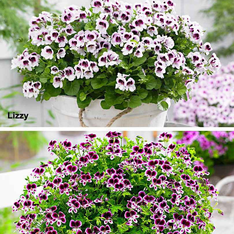 Bakker Pelargonium Mosquitaway Lizzy Eva 6 pots Ø10,5cm rose