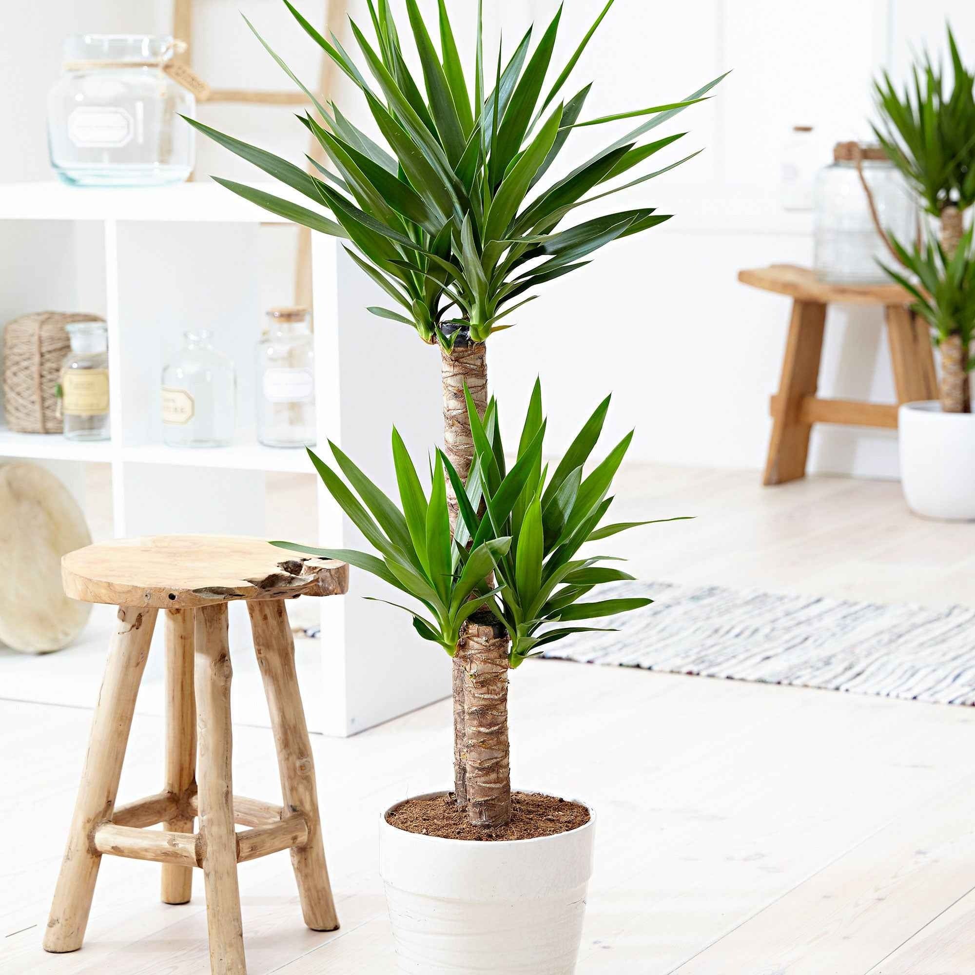 Bakker Plantes d'intérieur Yucca elephantipes XL 2 troncs pot 17cm