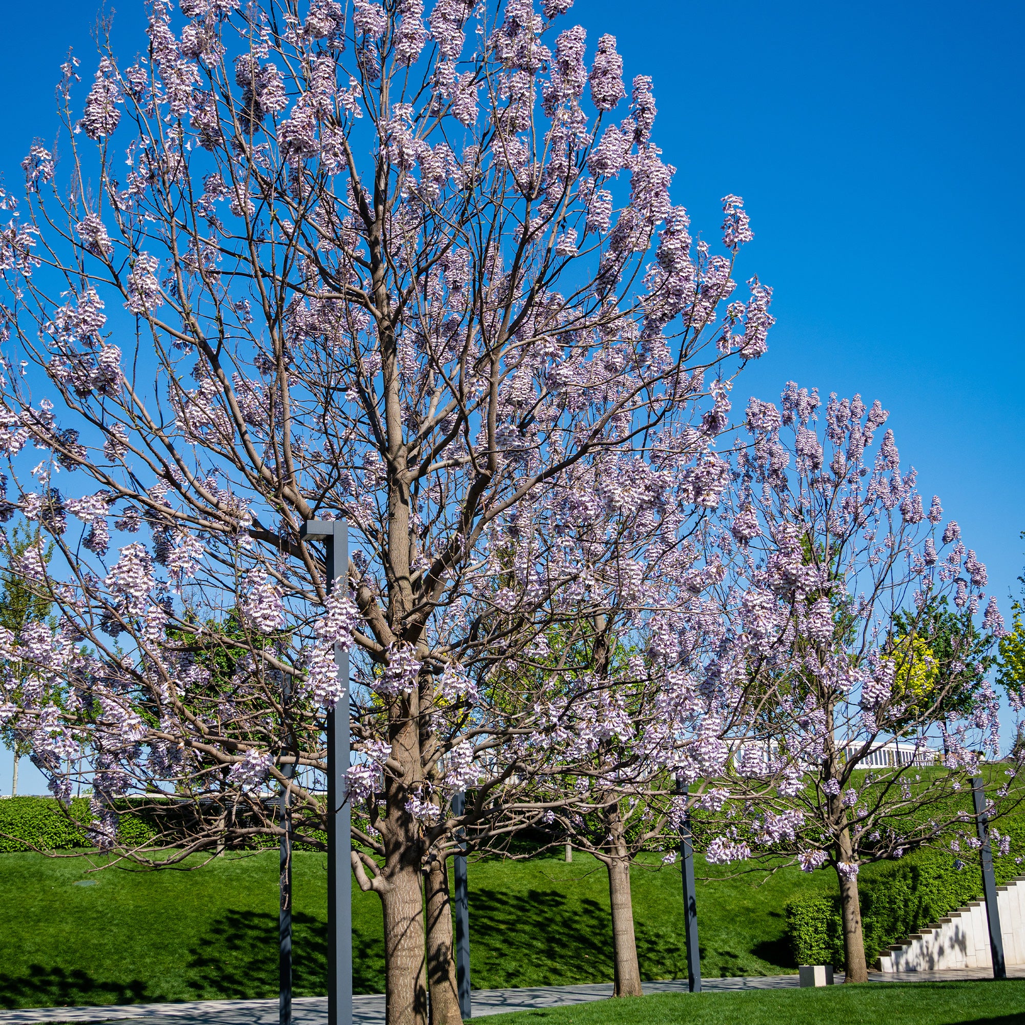 Bakker Paulownia Arbre impérial pot 2L violet