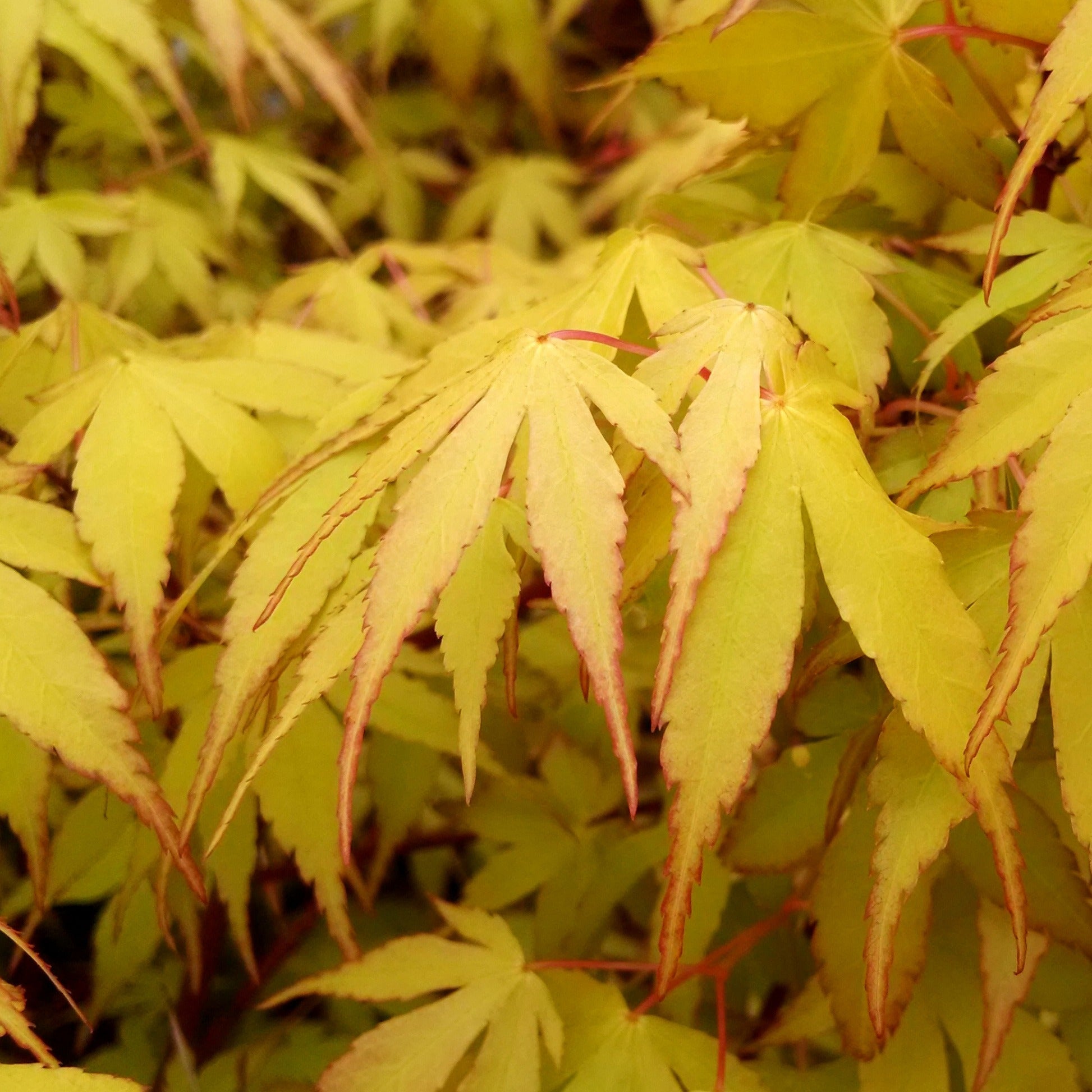 Bakker Katsura Érable du Japon arbuste pot Ø 11cm orange automne