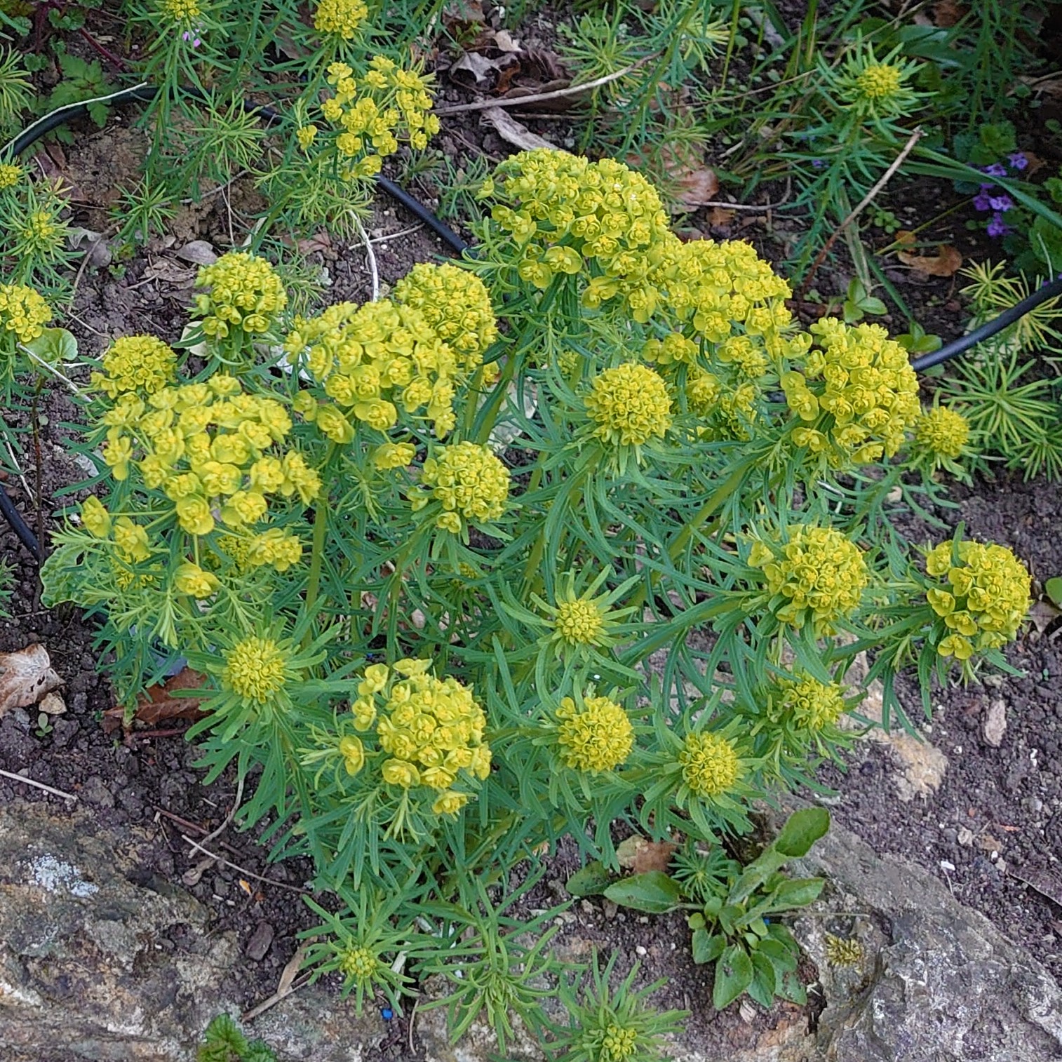 Passion Vivaces Euphorbia cyparissias euphorbe godet couvre-sol jaune
