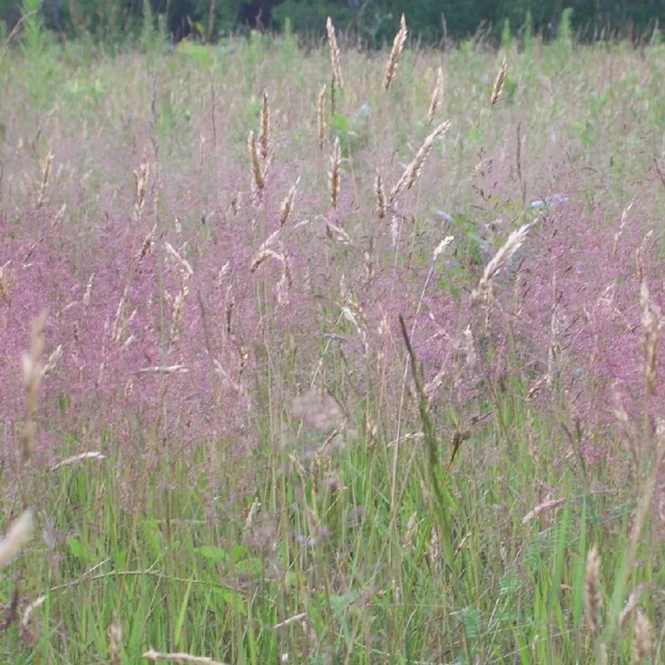 Bakker Herbe d'amour Eragrostis spectabilis godet Ø9cm rose