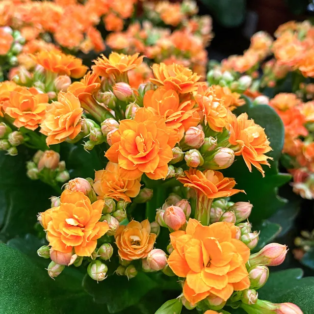 Bakker Kalanchoe orange succulente pot 9cm fleur hiver