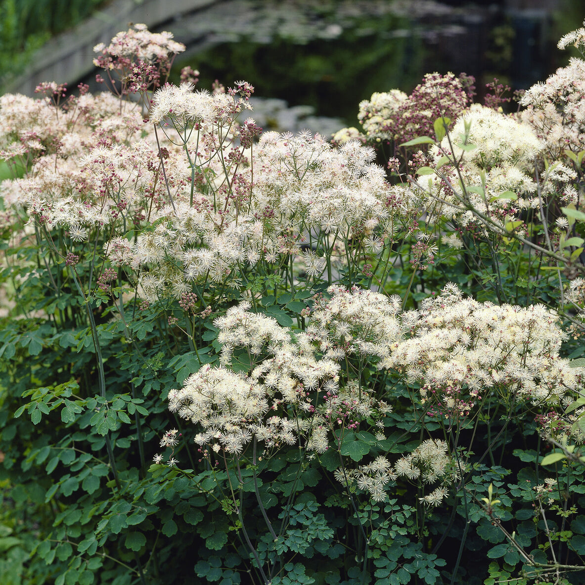 Bakker Pigamon Delavayi blanc plante vivace pot Ø9cm fleurs crème