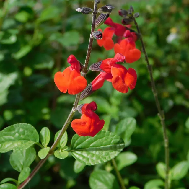 Bakker Sauge Royal Bumble Salvia arbustive rouge pot Ø 9cm