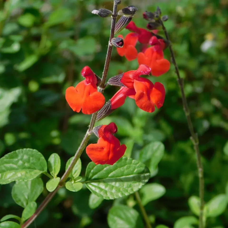 Bakker Sauge Royal Bumble Salvia arbustive rouge pot Ø 9cm