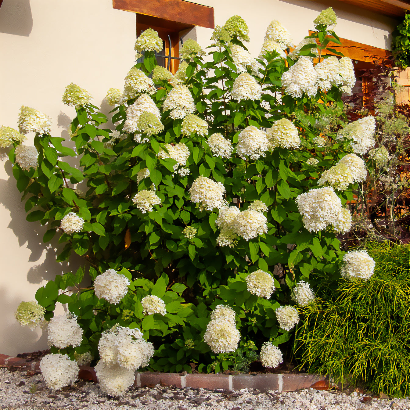 Bakker Hortensia Limelight paniculé pot 8cm vert