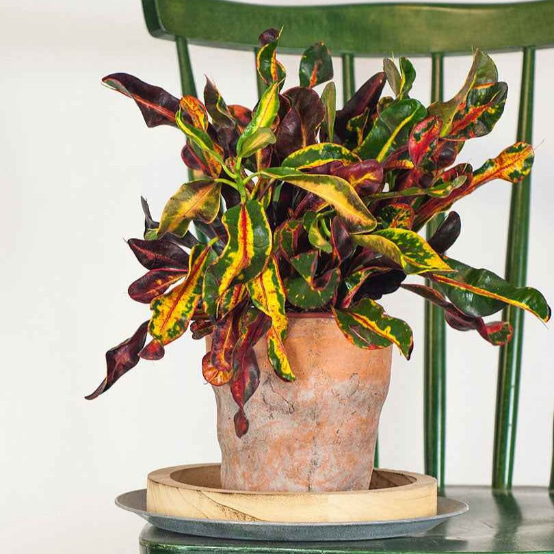 Bakker Croton Codiaeum 'Mammi' plante d'intérieur pot Ø 12 cm multicolore