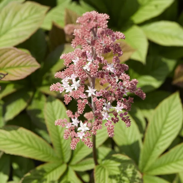 Bakker Rodgersia Pinnata vivace pot 9cm rose ombre
