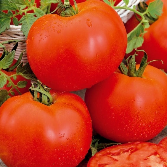 Bakker Potager et Graines Tomate Bonset F1 graines sachet 25 graines précoce
