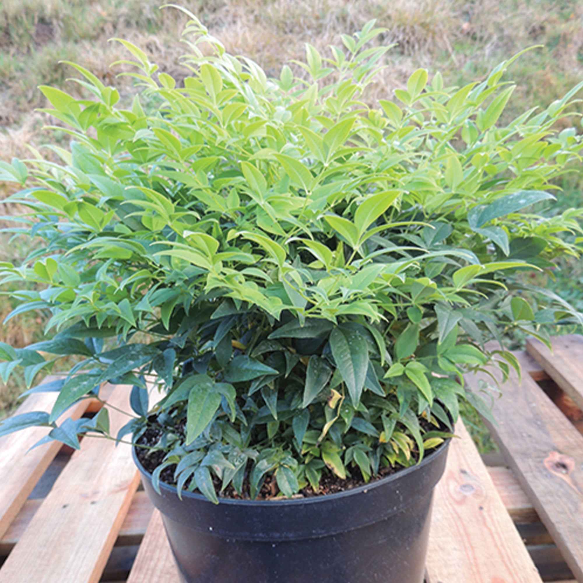 Bakker Nandina Magical Lemon Lime arbuste pot 3L jaune