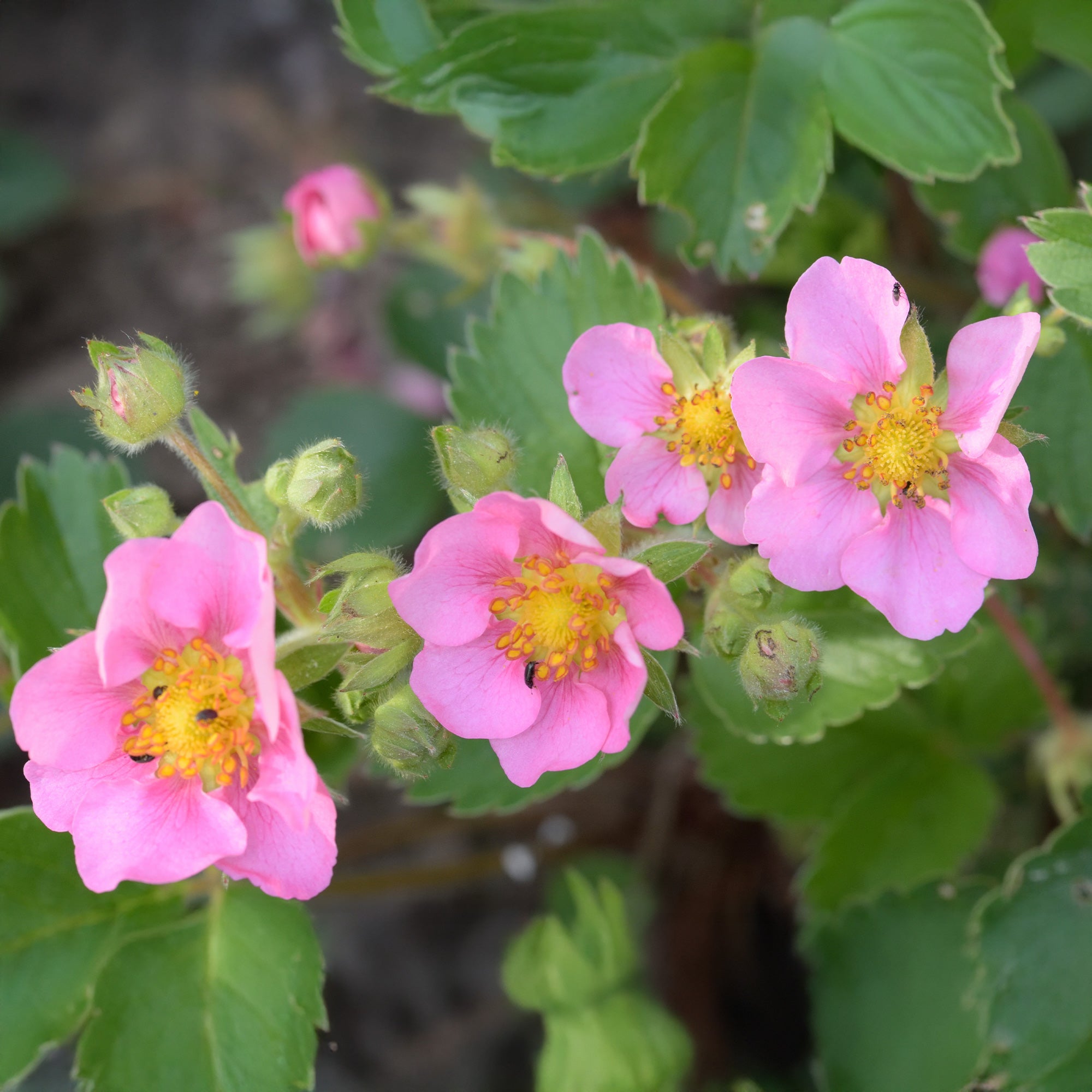 Bakker Fraisier rose Pink Panda fruitier pot Ø 9 cm