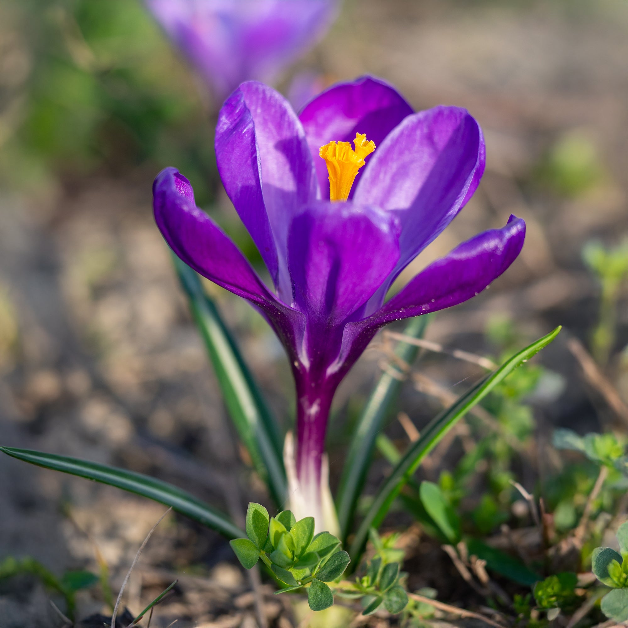 Bakker Crocus Flower Record sachet 15 bulbes violet