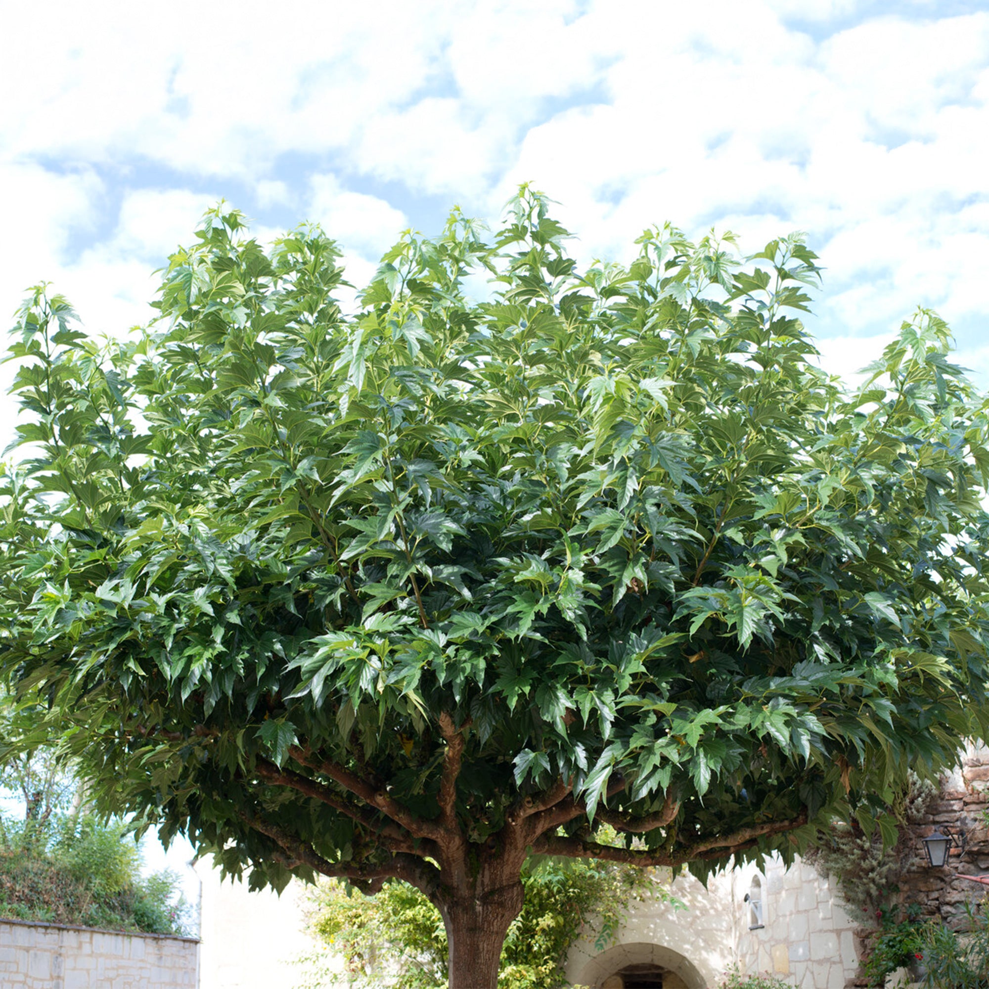 Bakker Mûrier grandes feuilles arbre fruitier pot 2L 125cm