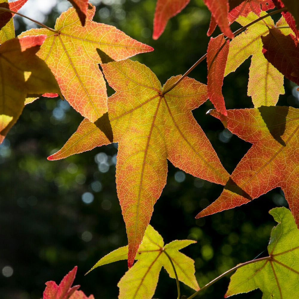 Bakker Copalme Amérique Liquidambar arbre pot 2L 60-70cm rouge