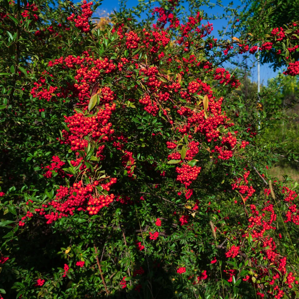 Bakker Pyracantha rouge arbuste pot Ø 9cm baies rouges