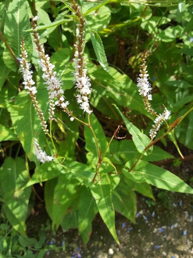 Passion Vivaces Persicaria amplexicaulis Alba Junior plante compacte