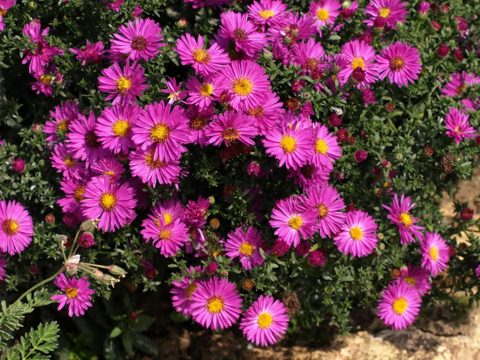 Passion Vivaces aster Starlight plante vivace godet rouge violacé