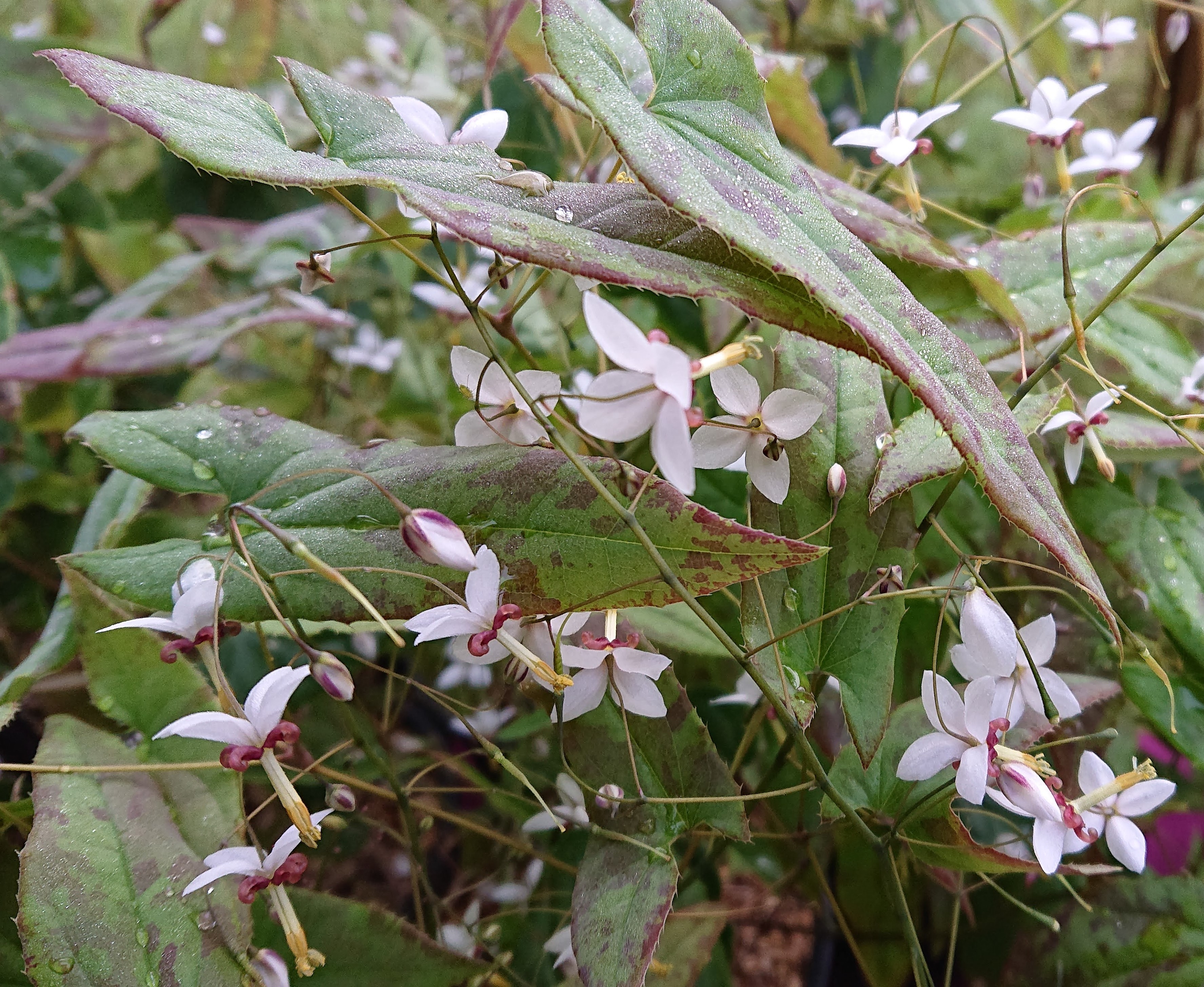 Passion Vivaces Epimedium dolichostemon OG81010 pot 1L blanc