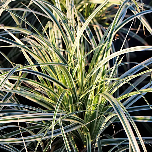 Bakker Everest laîche d'Oshima pot 9cm persistante