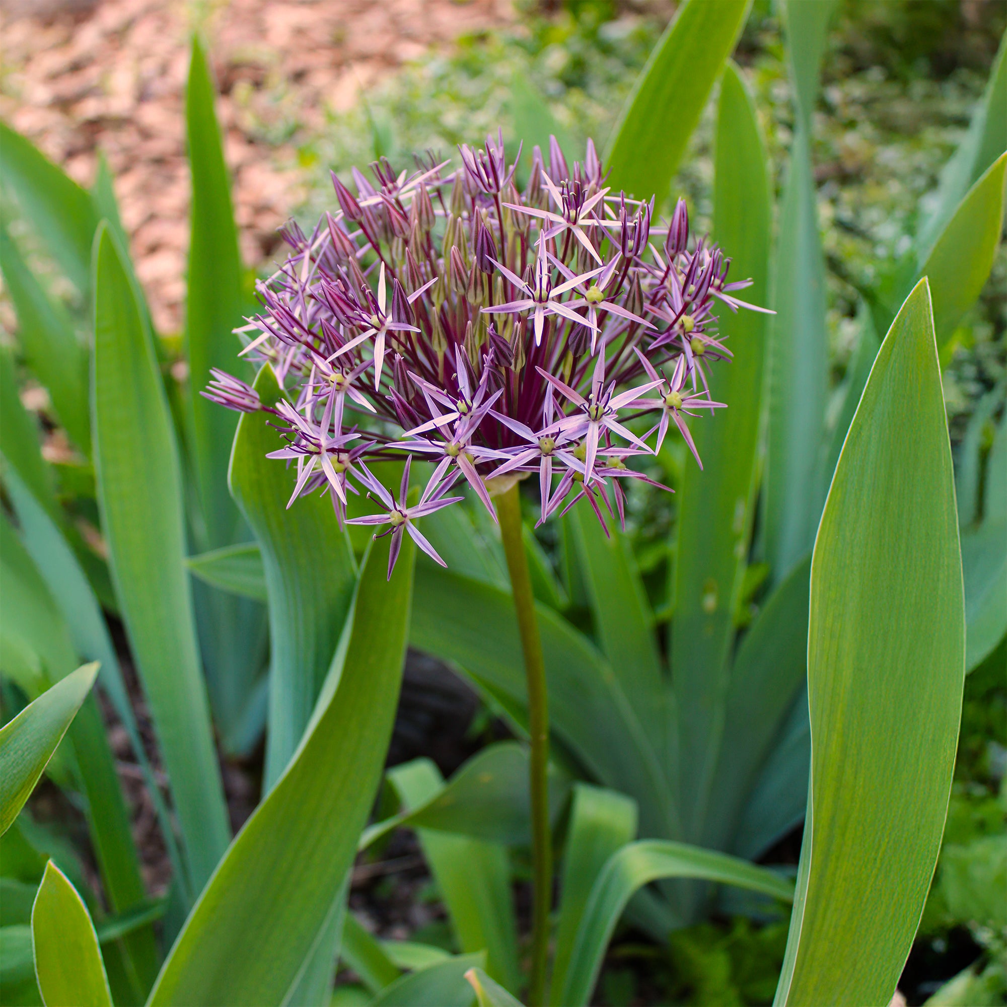Bakker Bulbes à fleurs Allium Christophii bulbes 10 bulbes violet