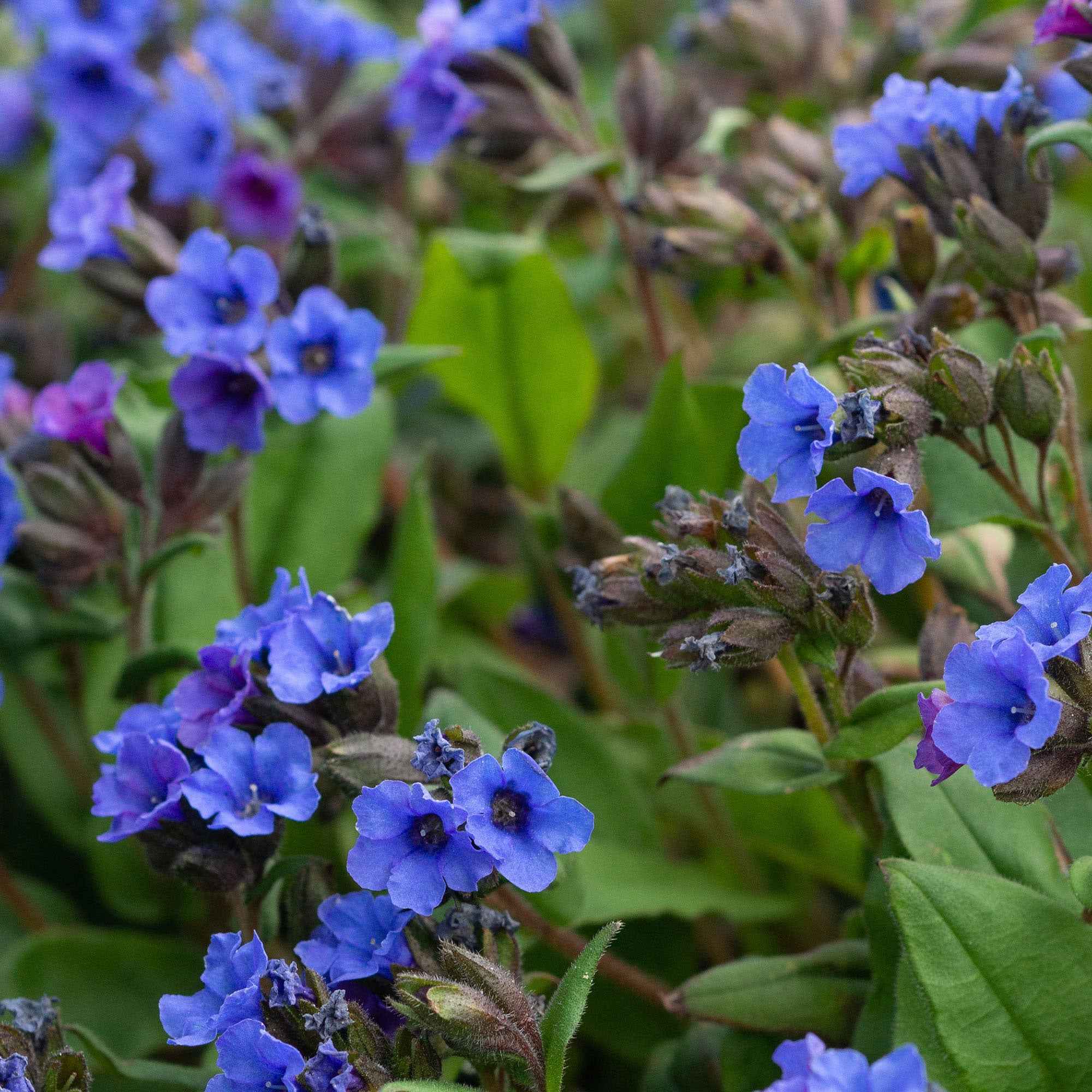 Bakker Blue Ensign pulmonaire bleue pot 9cm