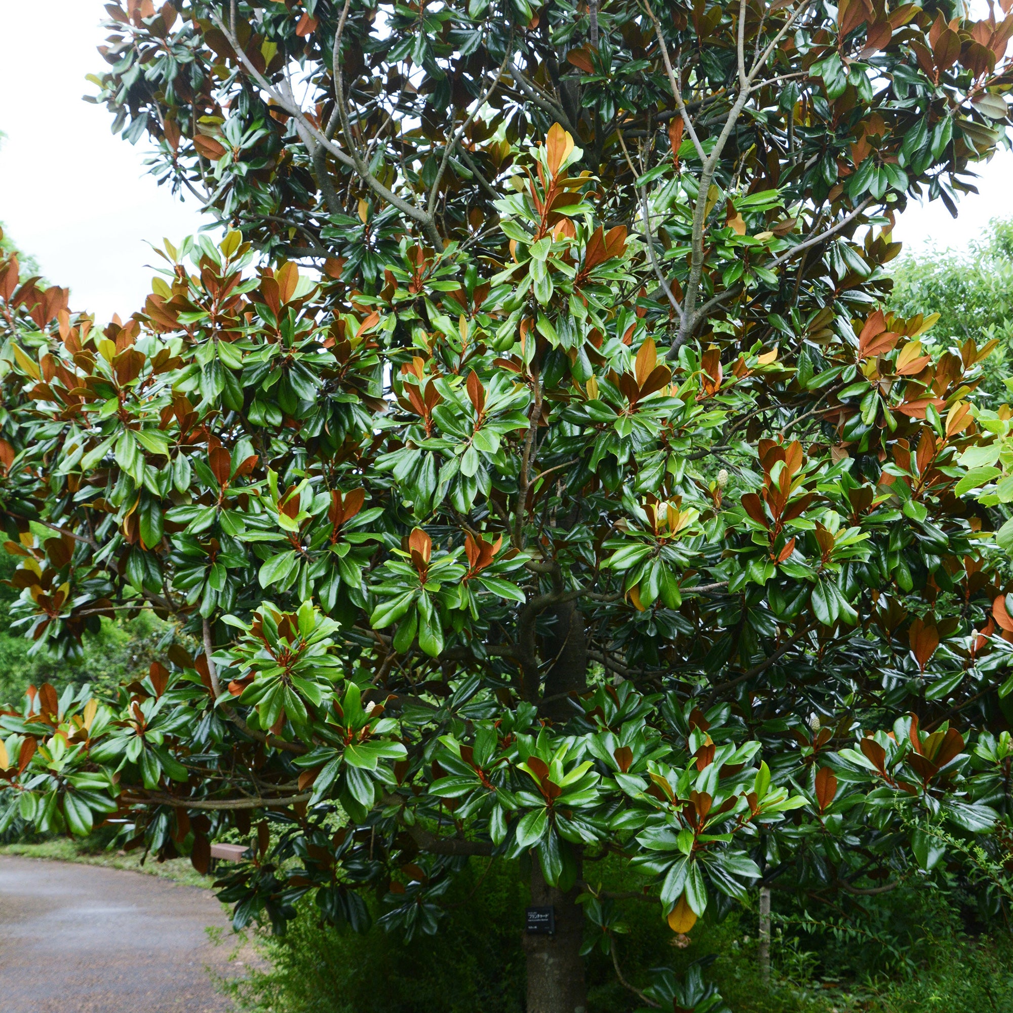 Bakker Magnolia grandiflora Alta arbuste pot 9cm 10-20cm