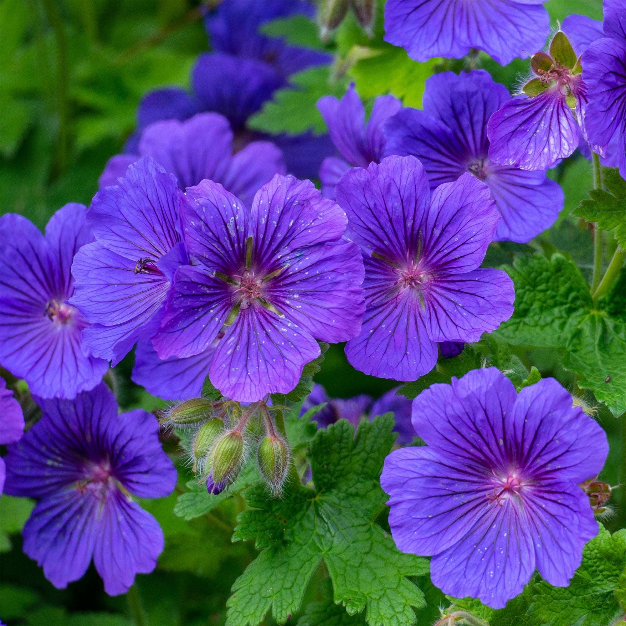 Bakker Géranium vivace Rosemoor fleur violette pot 9cm