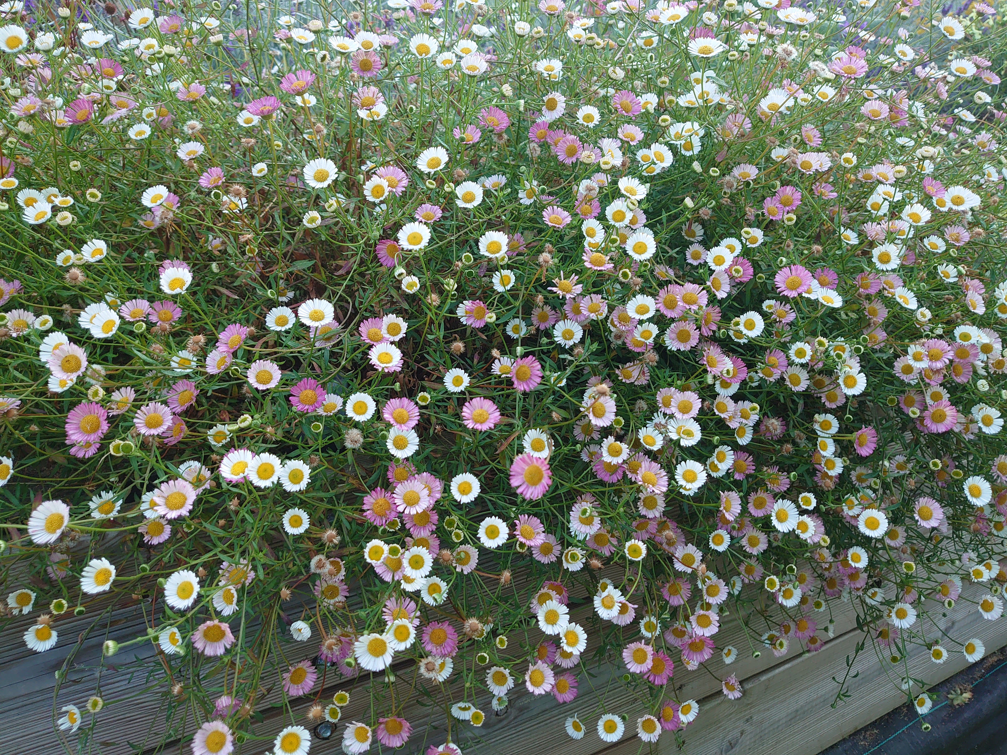 Passion Vivaces Erigeron hybride vergerette godet et pot 1L