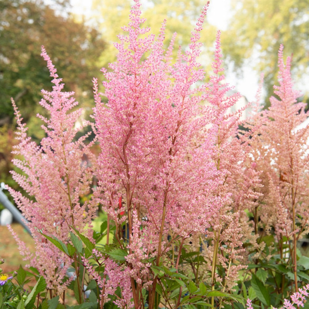 Bakker Erika astilbe arendsii vivace pot 11cm rose ombre