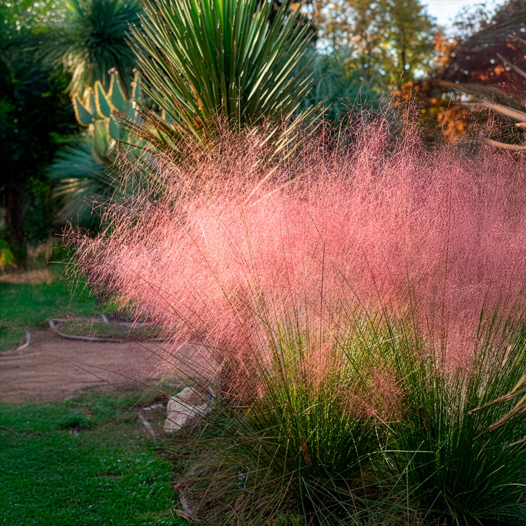 Bakker Muhlenbergia herbe aux épis roses 2 pots 9cm