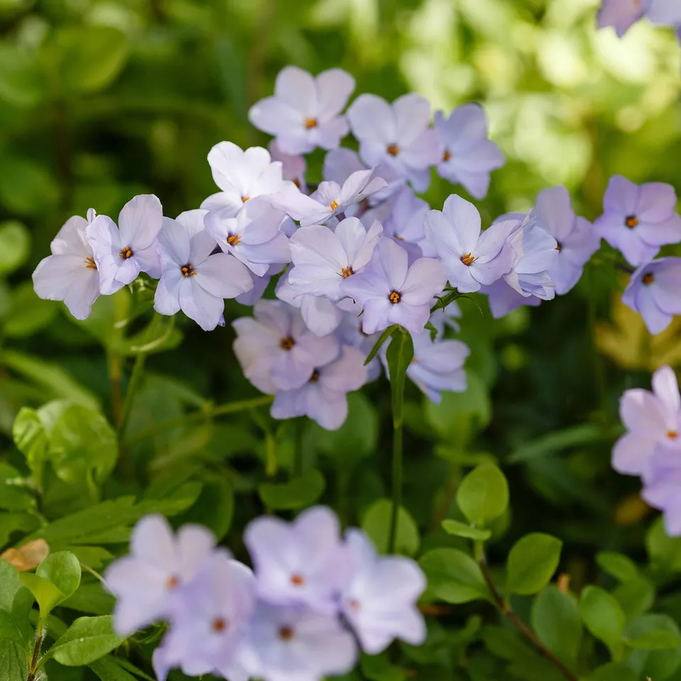 Bakker Phlox rampant Blue Ridge vivace pot 9cm violet
