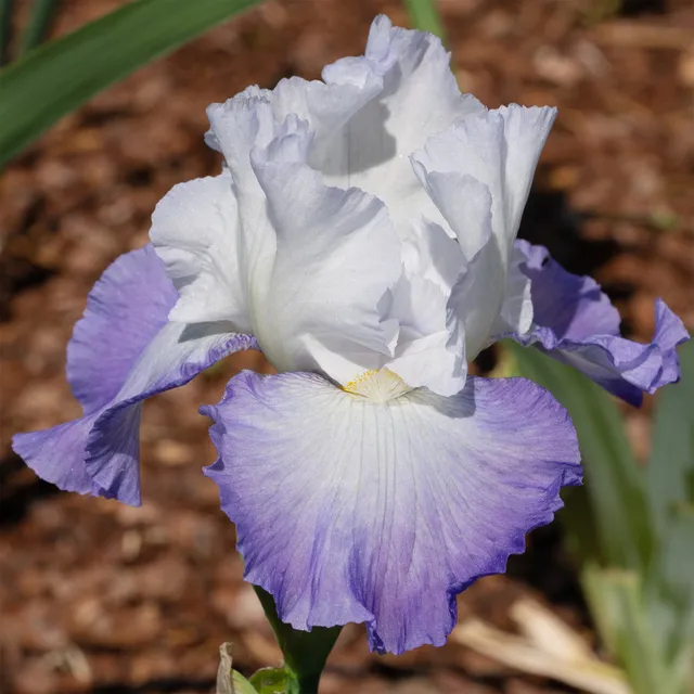 Bakker Iris de jardin Alizés vivace pot 8cm parfumé bleu