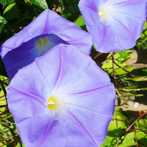 Bakker Ipomée grandes fleurs volubilis pot Ø10,5cm violet