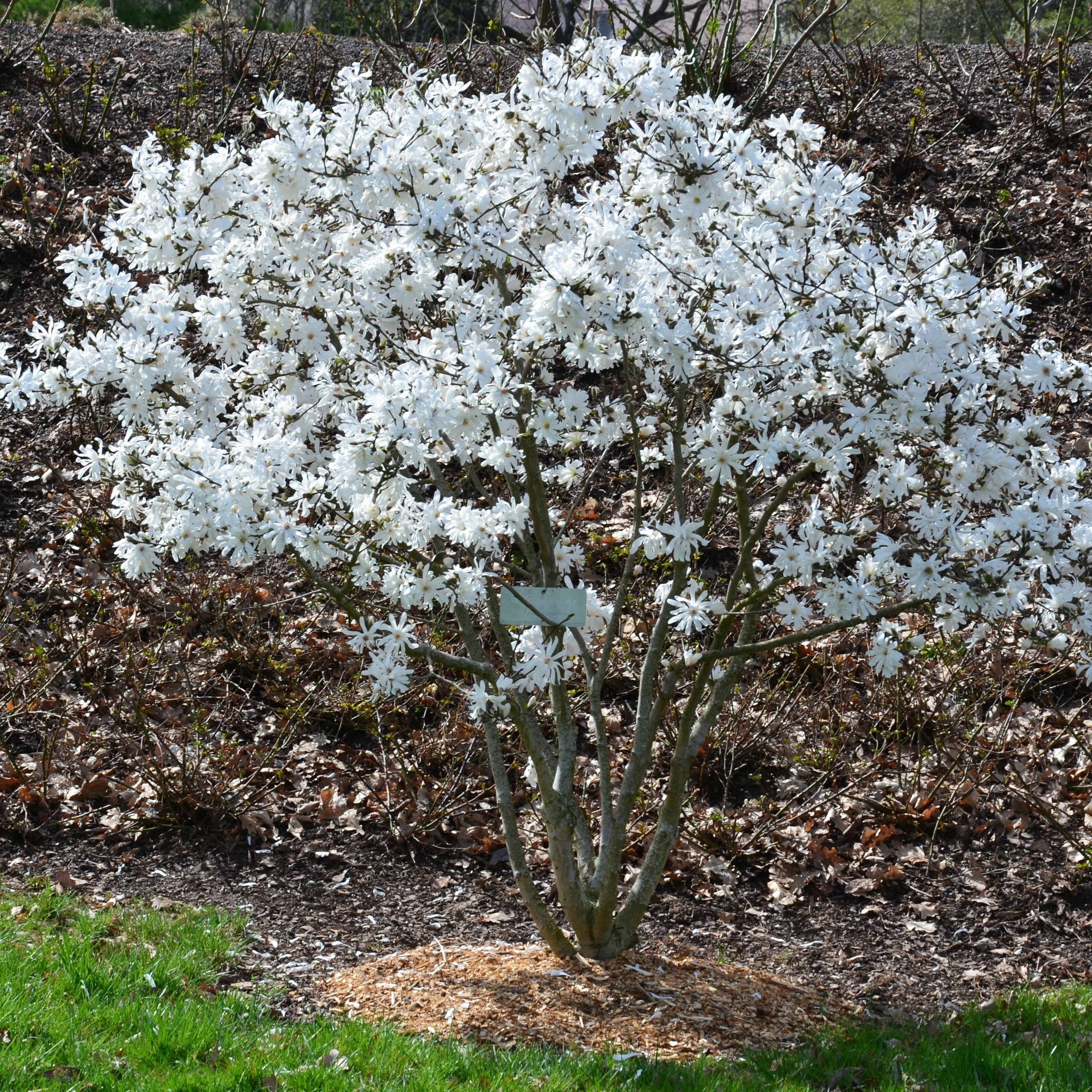 Bakker Magnolia étoilé arbuste pot 2L 40-50cm blanc