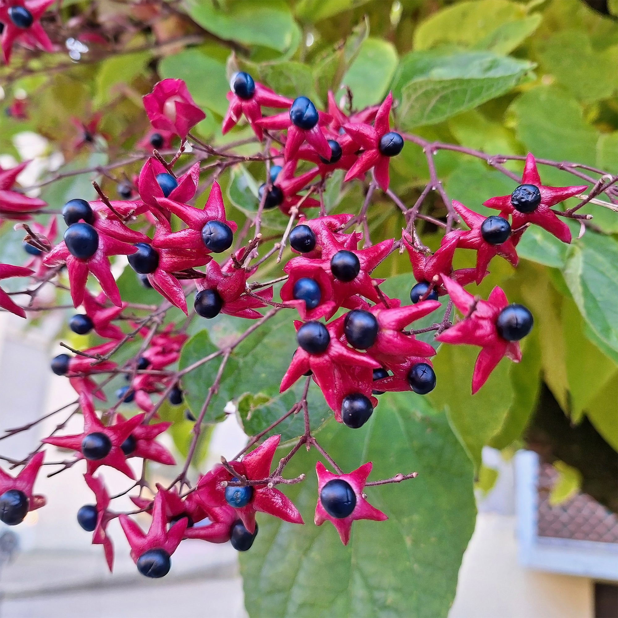 Bakker Clerodendrum arbre du clergé arbuste pot 2L