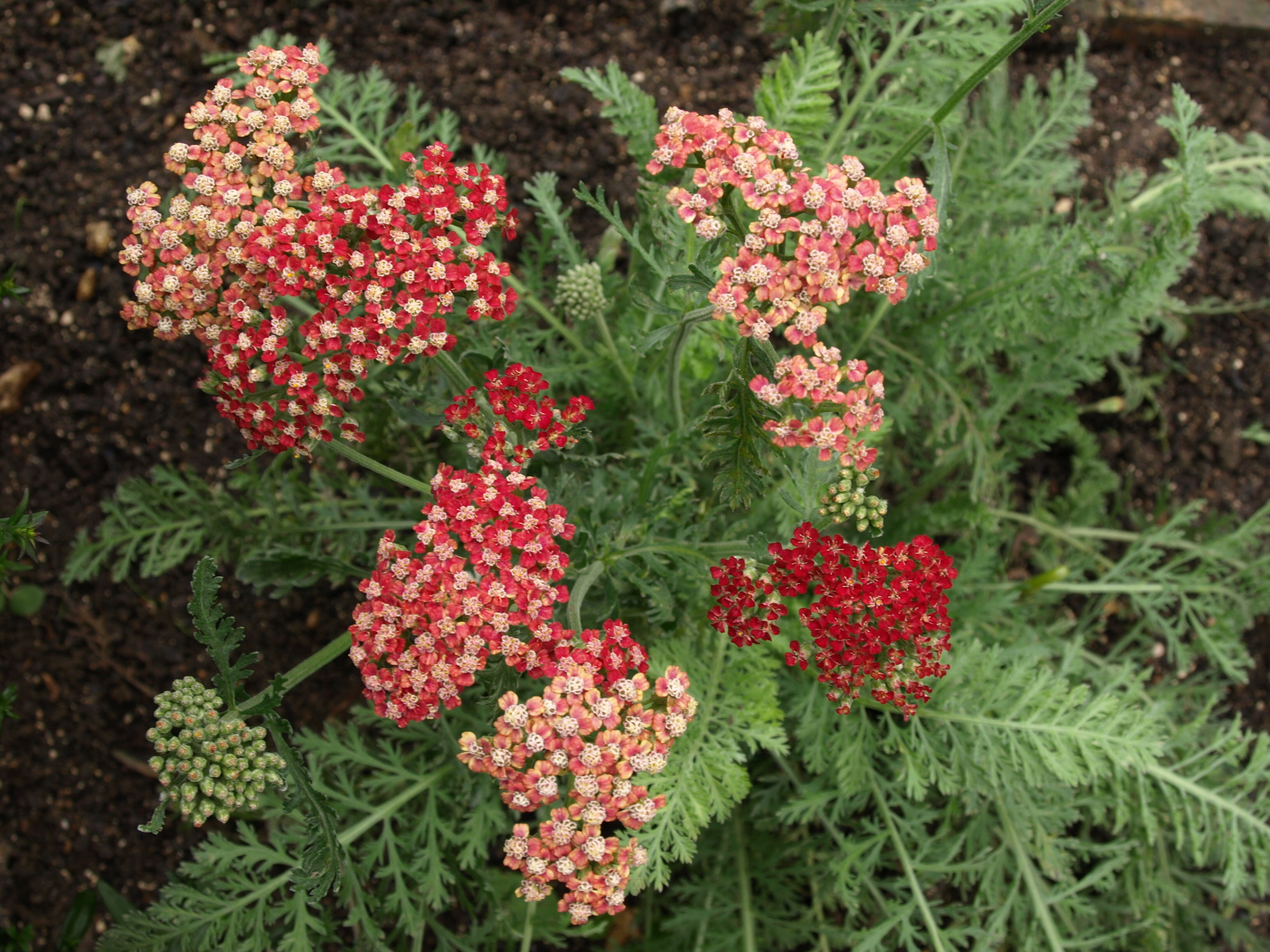 Passion Vivaces Achillea Belle Époque achillée vivace soleil