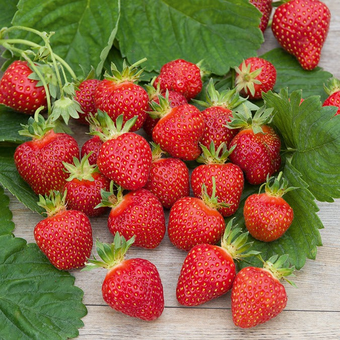 Bakker Fraisier Rubis des Jardins 5 racines nues