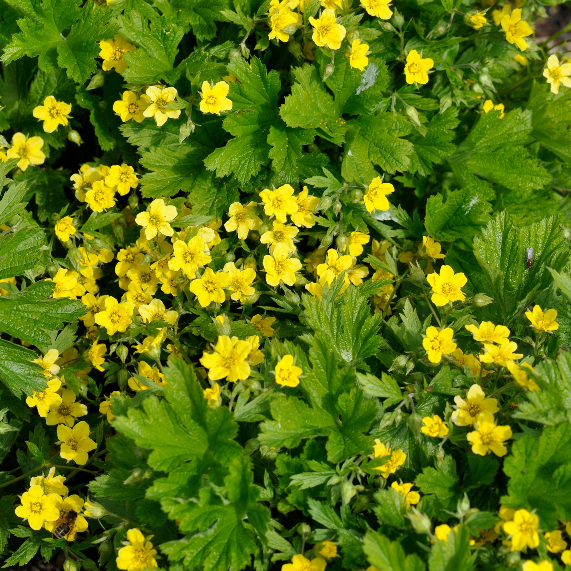 Bakker Waldsteinia geoide vivace couvre-sol pot Ø 9cm jaune