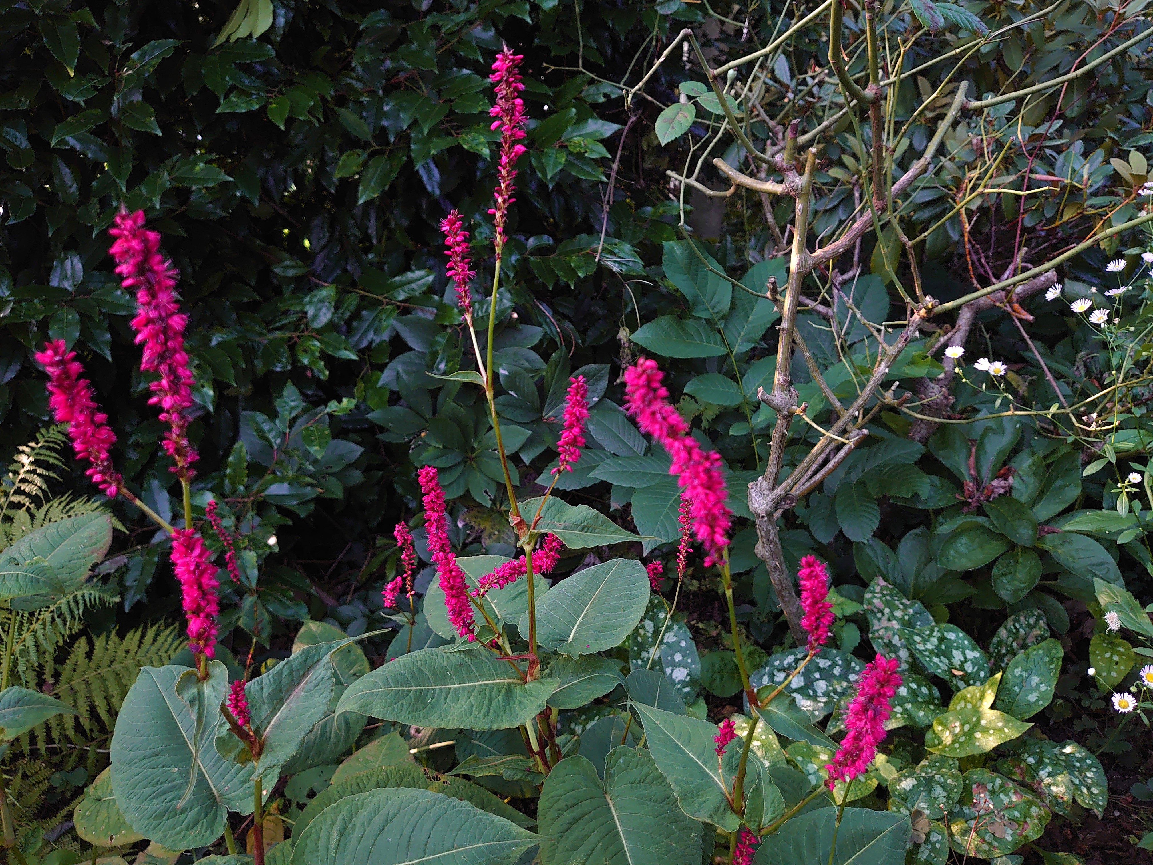 Passion Vivaces Persicaria amplexicaulis Bonfire plante vivace rouge