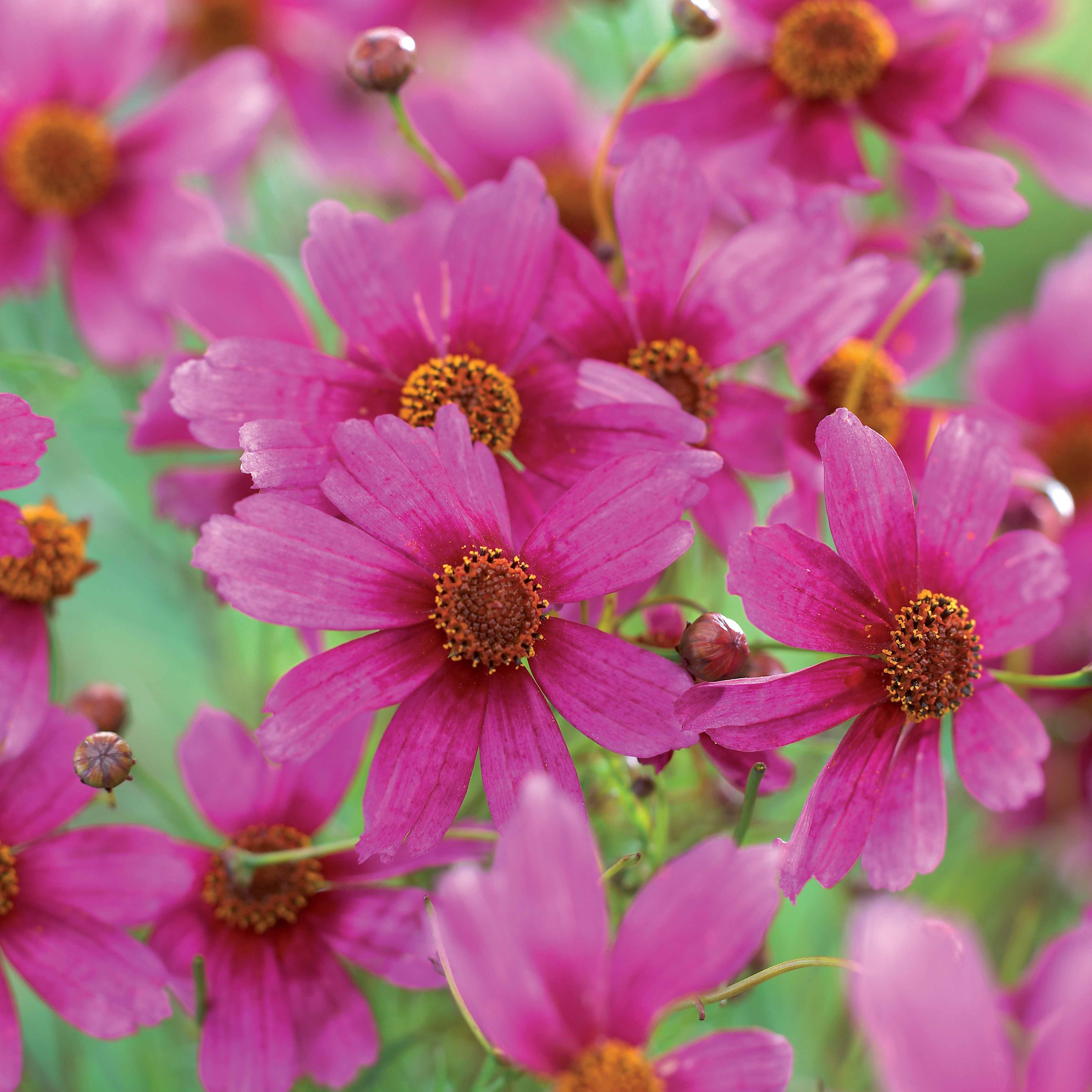 Bakker Coreopsis rose Heaven's Gate vivace pot Ø 9cm