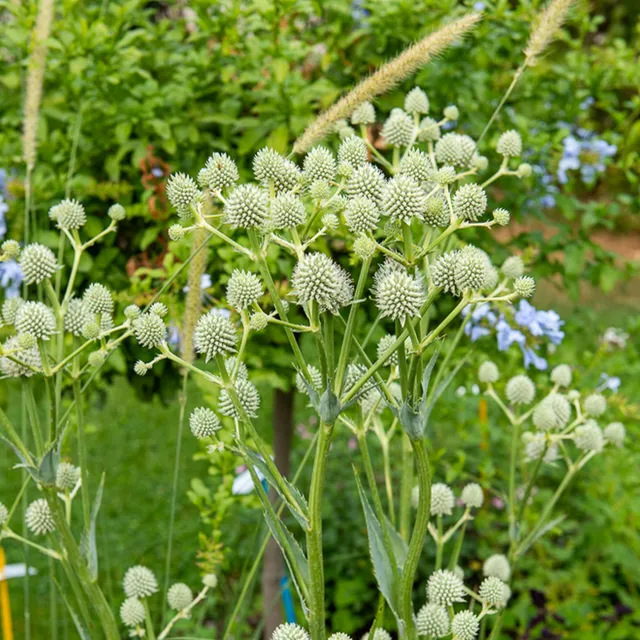 Bakker Yuccifolium panicaut pot 9 cm fleur blanche