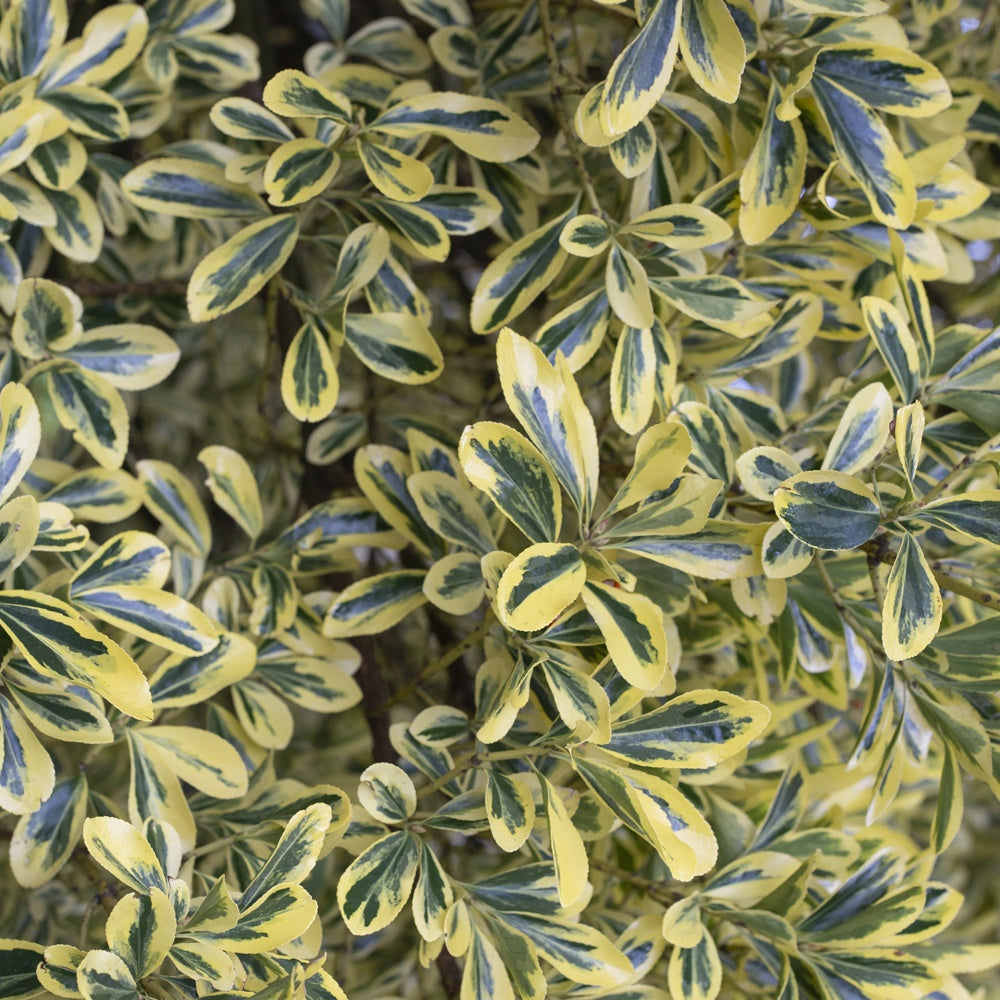 Bakker Aureomarginatus fusain du Japon pot 2 L 25-30 cm