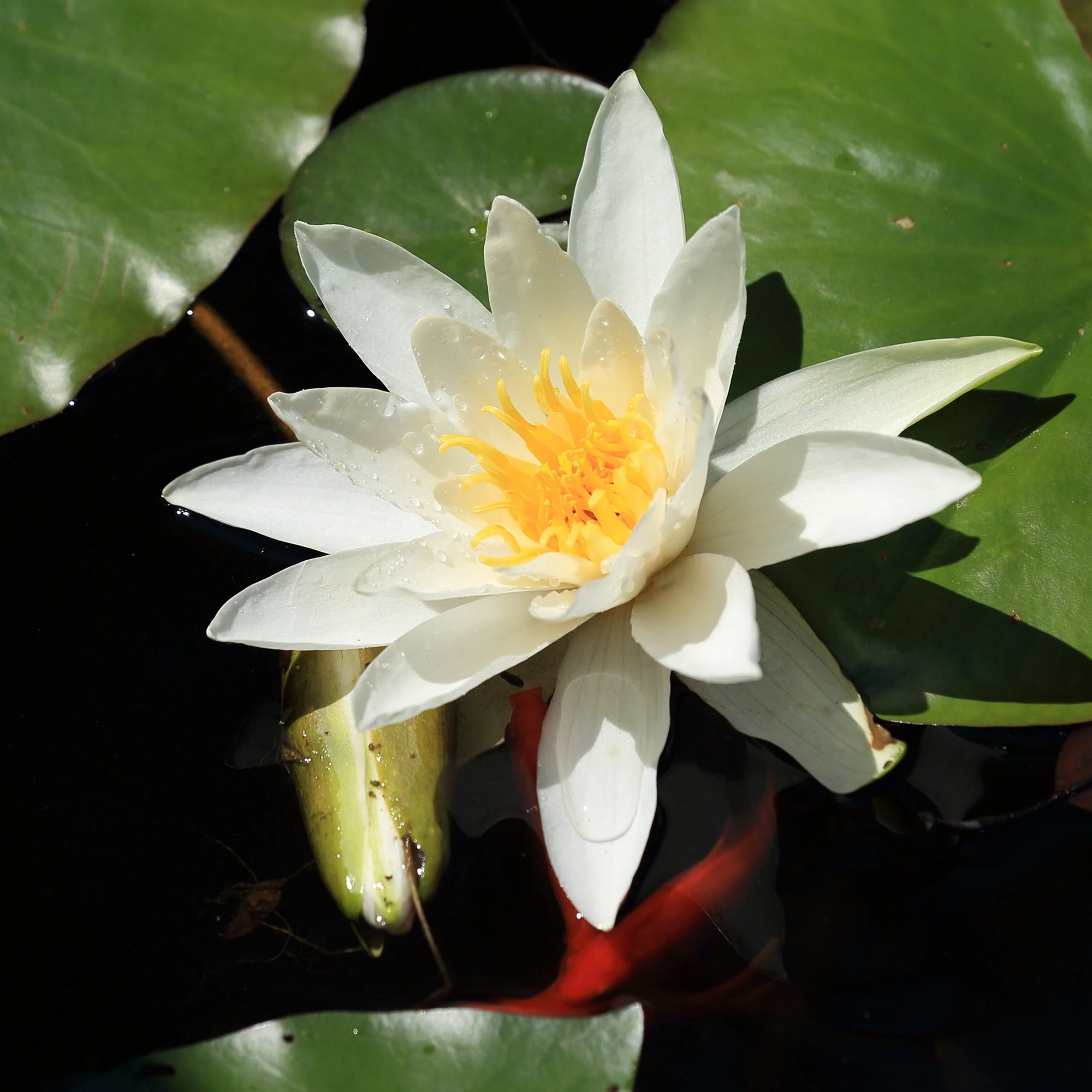 Bakker Nénuphar Gladstoniana blanc plante bassin pot 9cm