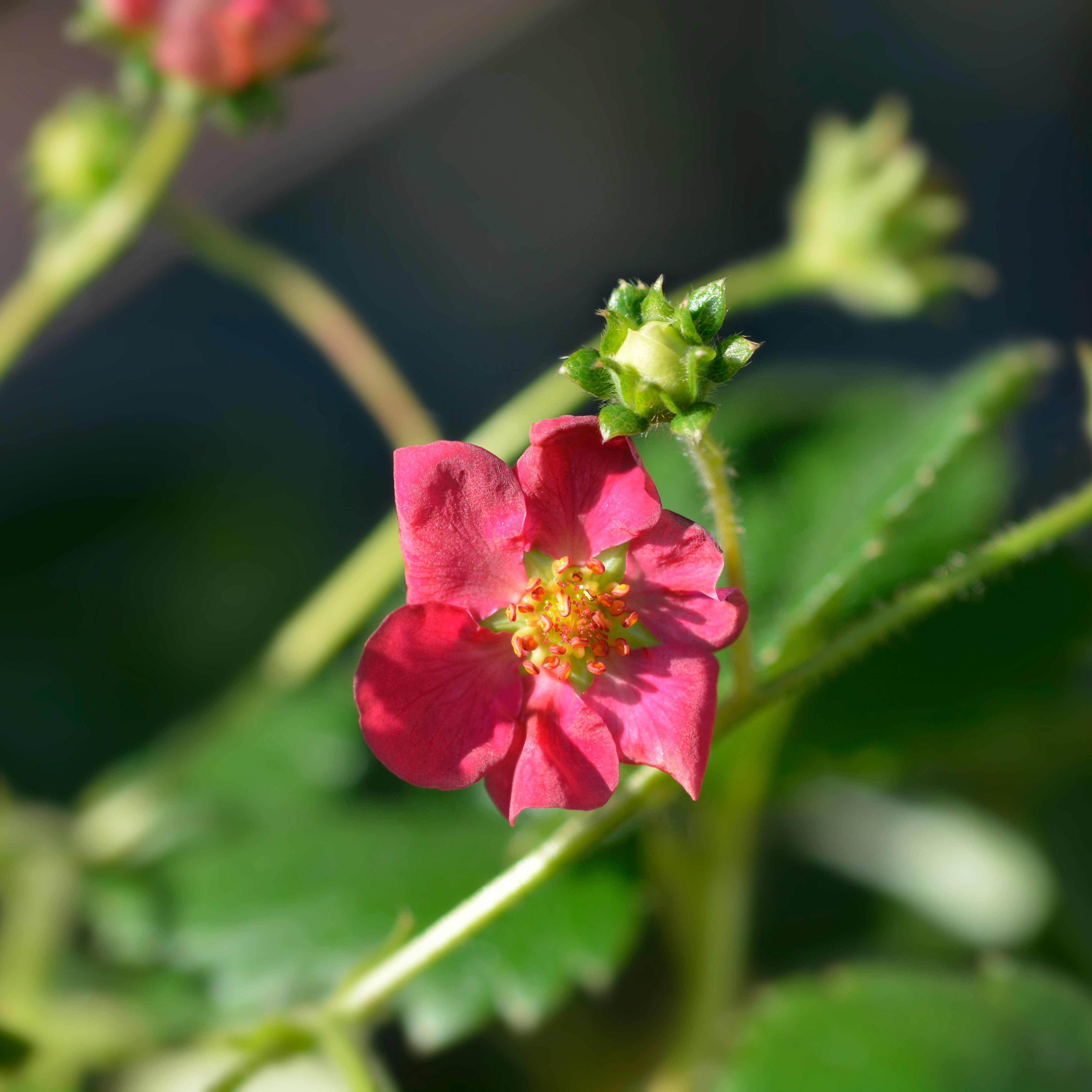 Bakker Toscana fraisier remontant fleurs roses 3 pots