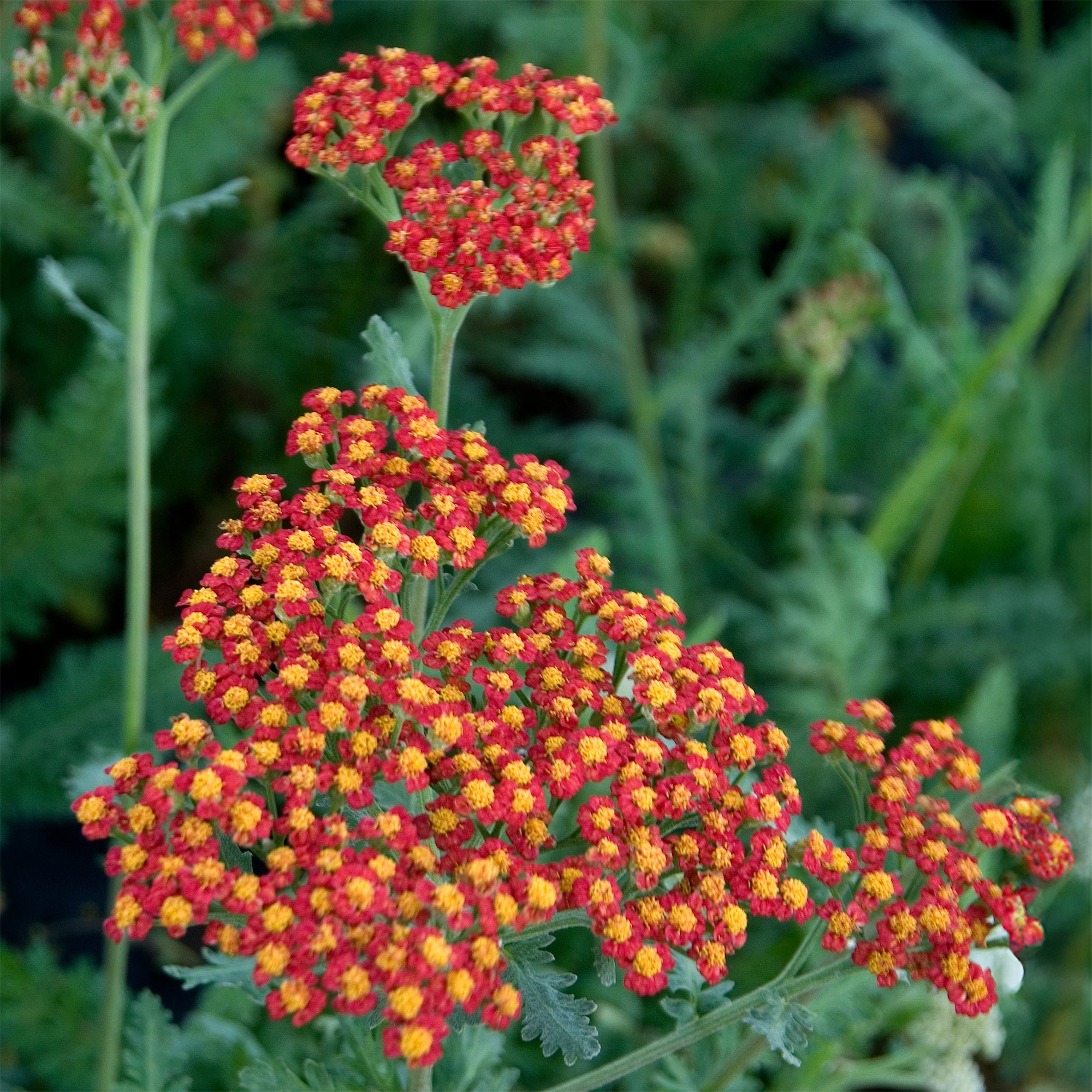 Bakker Vivaces Achillée Millefeuille Safran fleur orange pot 9cm