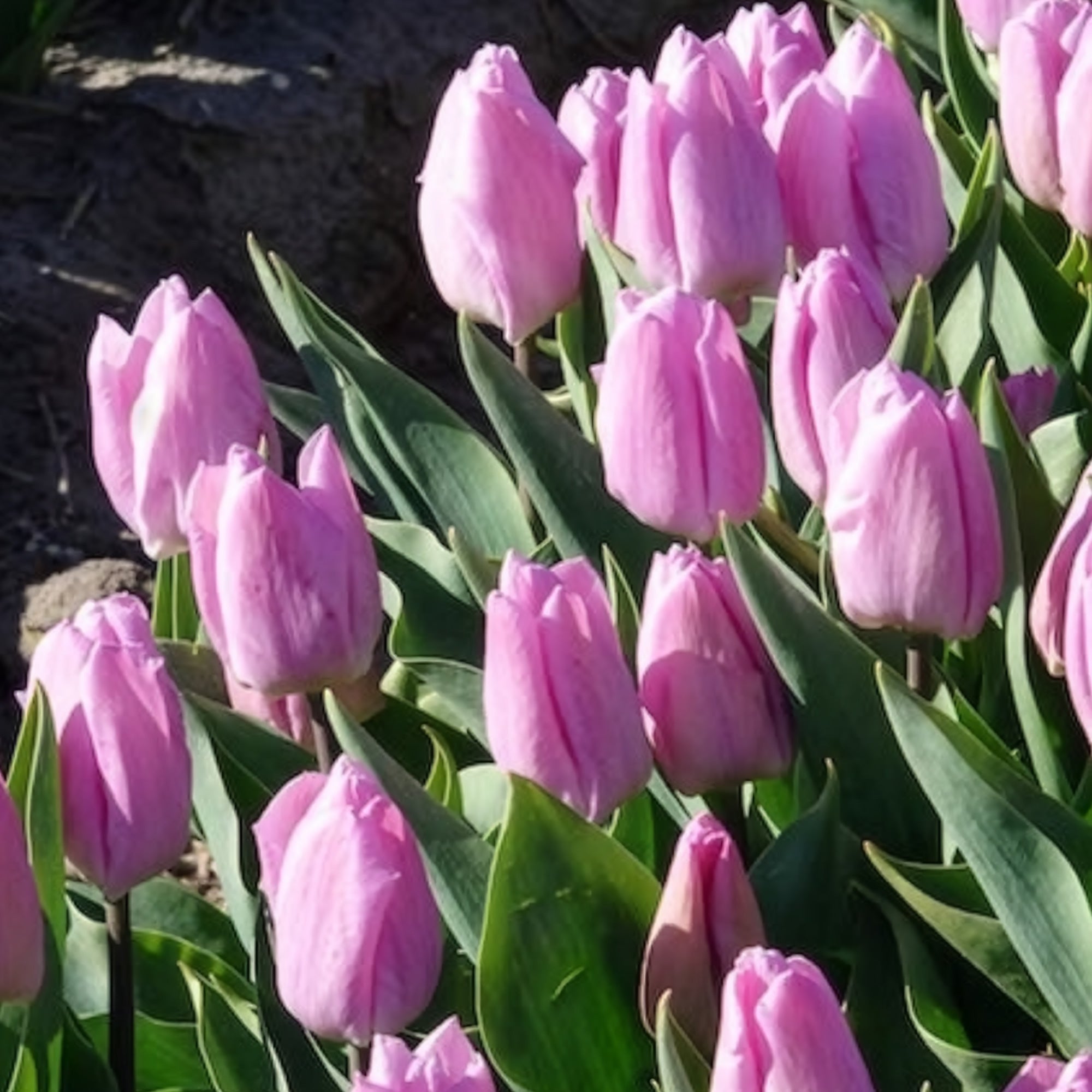Bakker 10 Tulipes Triomphe Candy Prince bulbes sachet 10