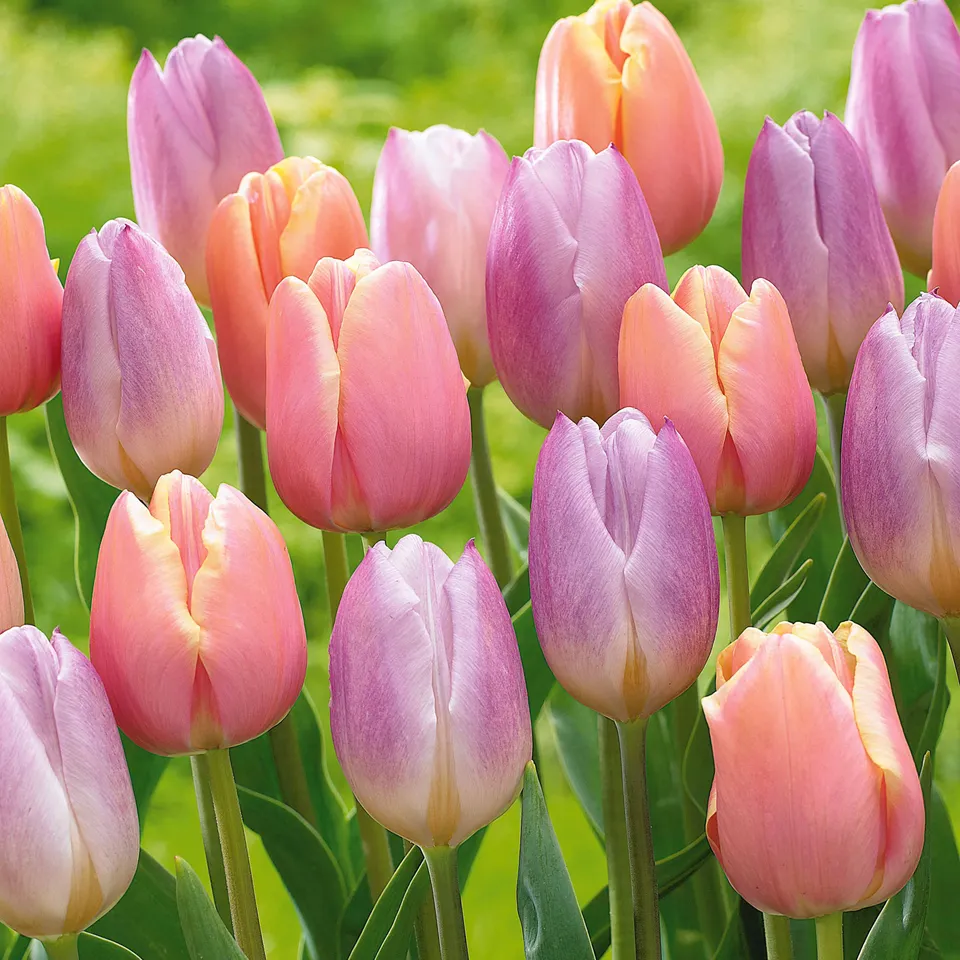 Bakker Tulipes pastel 20 bulbes mélange 11-12cm