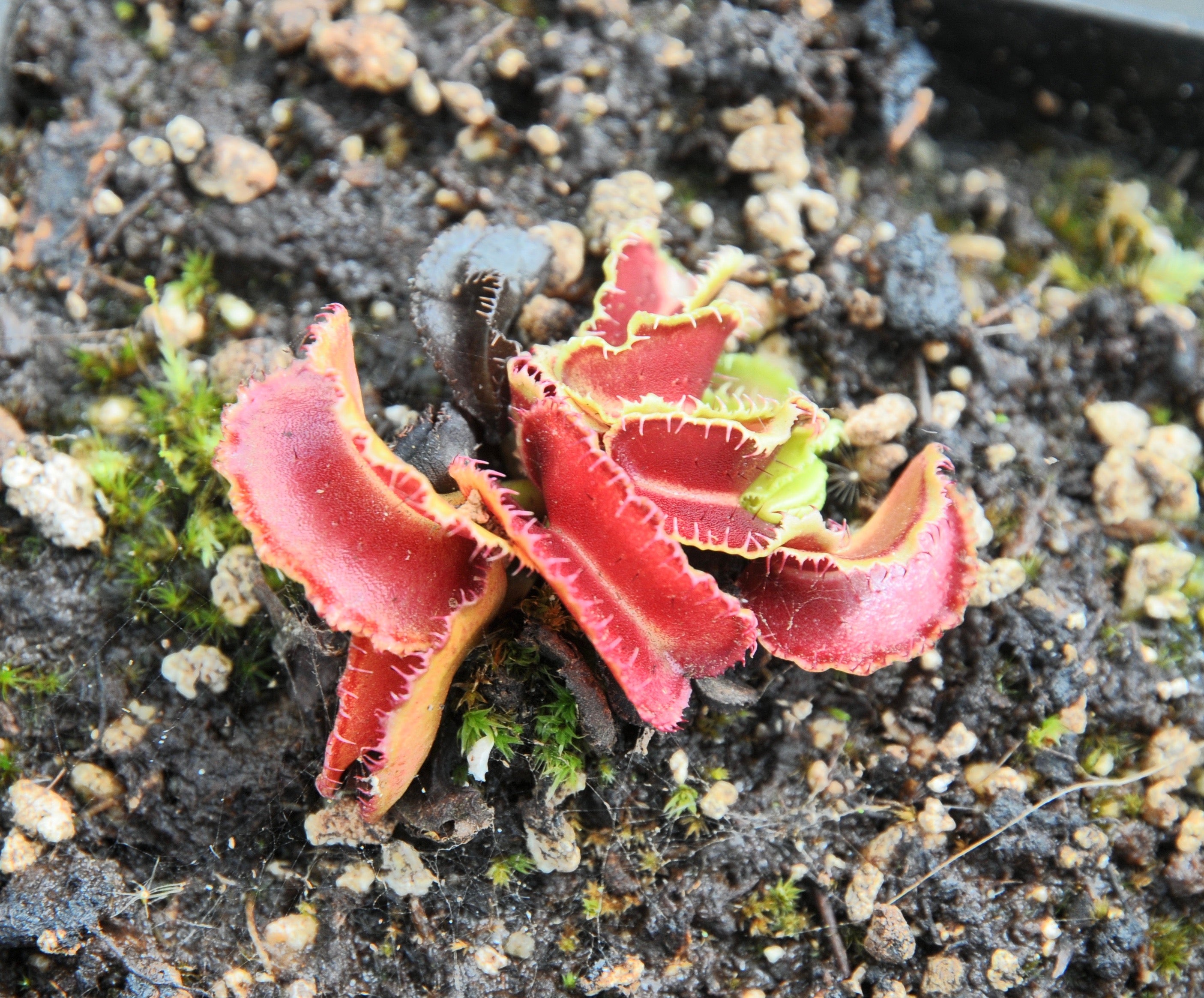 Carniflore Dionée Kim Jong Un plante carnivore pot 9 cm pièges déformés