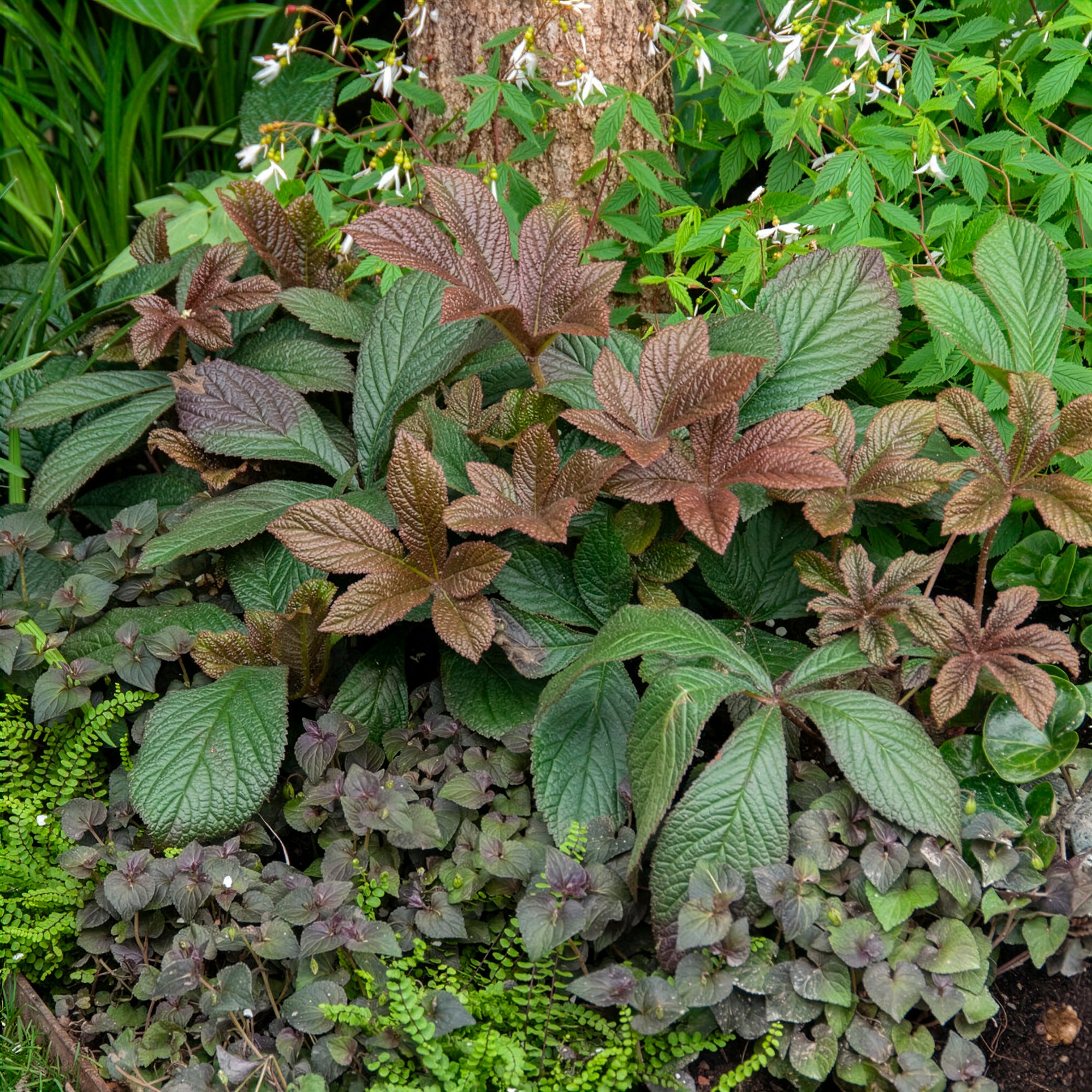 Bakker Rodgersia Bronze Peacock vivace pot 9cm feuillage bronze
